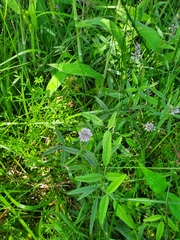 Orbexilum pedunculatum