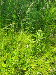 Orbexilum pedunculatum