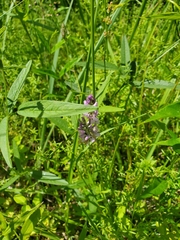 Orbexilum pedunculatum