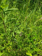 Orbexilum pedunculatum