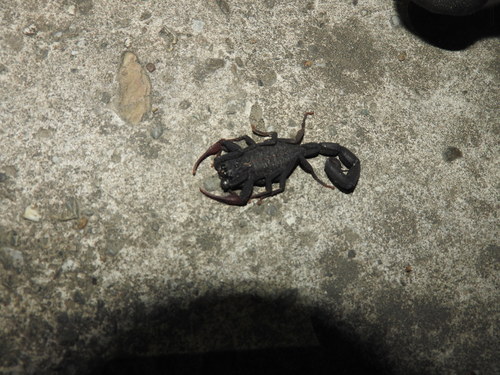 Centruroides nigrescens
