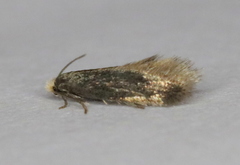 Cauchas dietziella