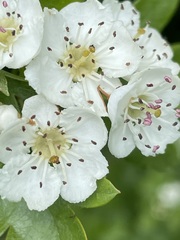 Crataegus × media