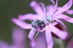 Cleopomiarus graminis