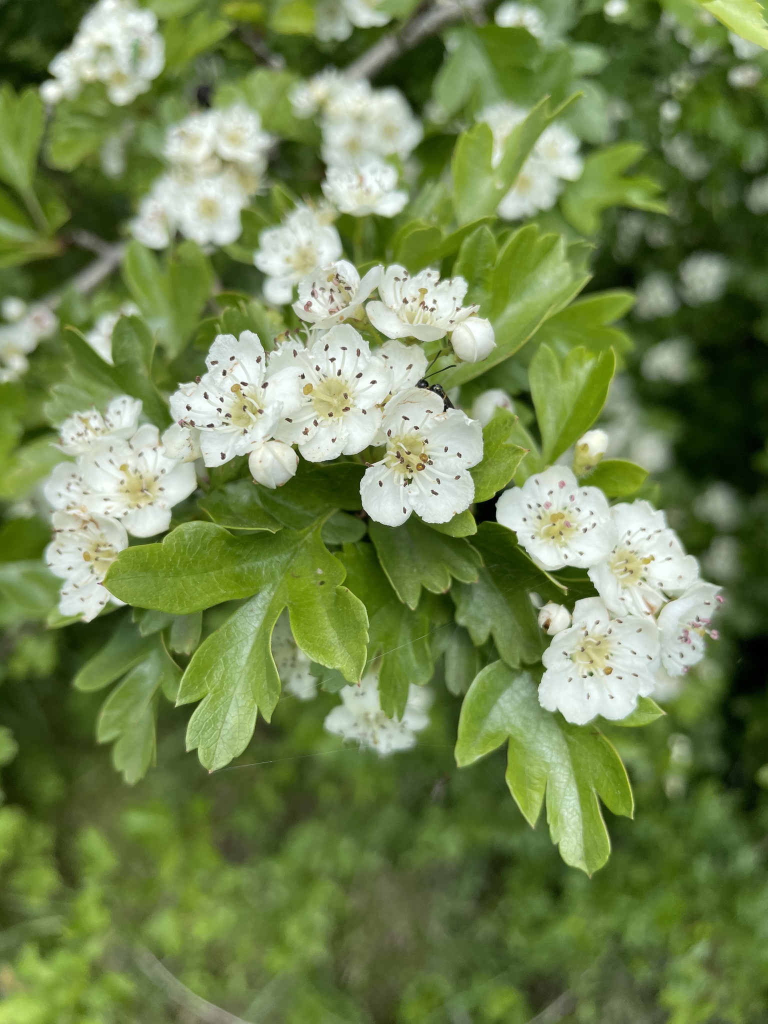 Crataegus X media