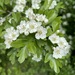 Common Hawthorn × Midland Hawthorn - Photo (c) wolff christiane, some rights reserved (CC BY-NC), uploaded by wolff christiane