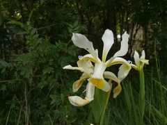 Iris
