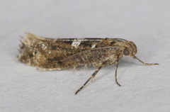 Acrolepiopsis assectella