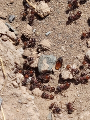 Pogonomyrmex rugosus