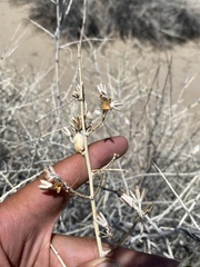 Tetradymia tetrameres