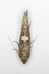 Acrolepiopsis assectella
