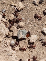 Pogonomyrmex rugosus