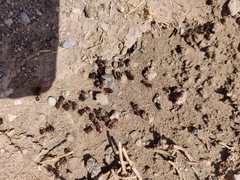 Pogonomyrmex rugosus