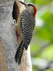 Melanerpes superciliaris