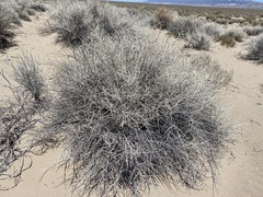 Tetradymia tetrameres