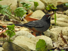 Turdus plumbeus