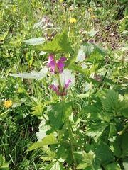 Lamium maculatum