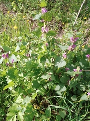 Lamium maculatum