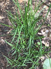 Melica nutans