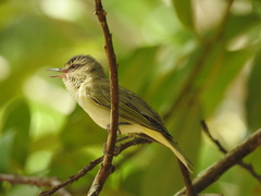 Vireo altiloquus