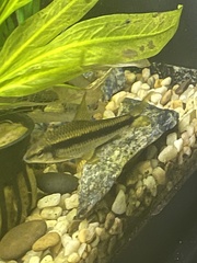 Crossocheilus oblongus