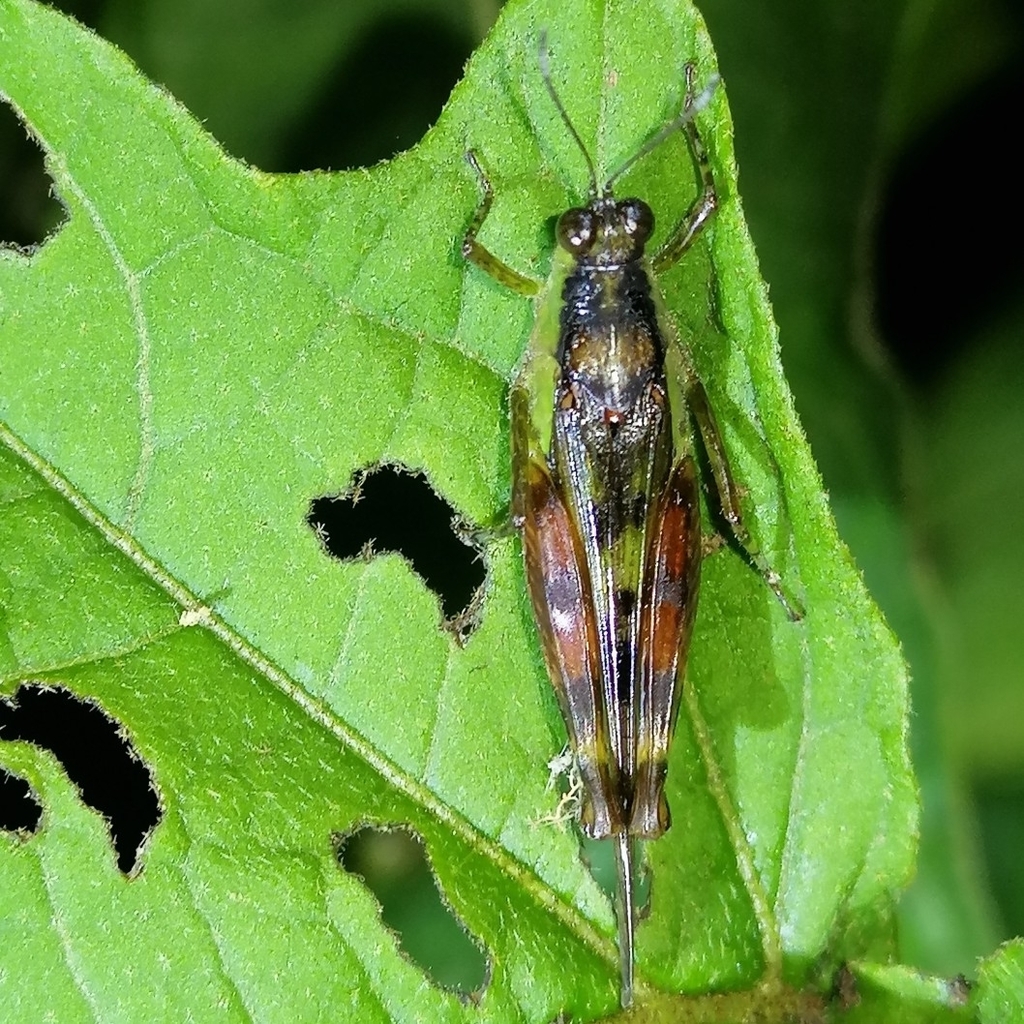 Paulinia acuminata