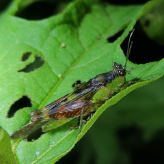 Paulinia acuminata