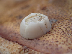 Solidobalanus hesperius laevidomus