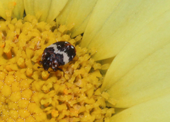 Anthrenus pimpinellae