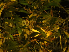 Tyto alba furcata