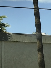 Columba livia domestica