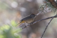 Leiothlypis crissalis