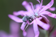 Cleopomiarus graminis