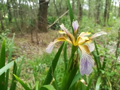 Iris foetidissima