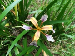 Iris foetidissima