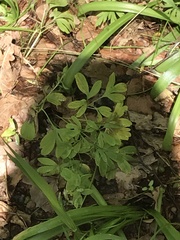 Corydalis solida