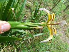 Iris foetidissima