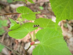 Lampronia capitella