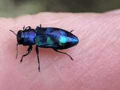Chrysobothris chlorocephala