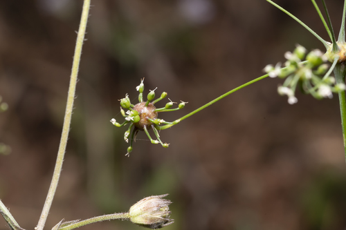 Image of Cretan Pignut (Scaligeria napiformis) by (c) Eleftherios Katsillis, some rights reserved (CC BY)