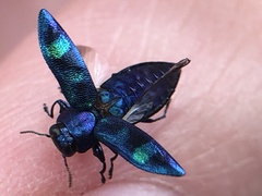 Chrysobothris chlorocephala