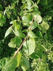 Tilia cordata