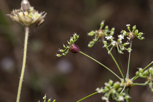 Scaligeria napiformis, photograph 6
