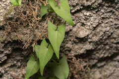 Convolvulus scammonia