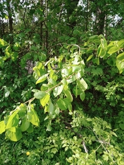 Tilia cordata