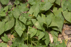 Convolvulus scammonia