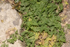 Convolvulus scammonia