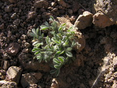 Lotononis platycarpa