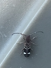 Psenocerus supernotatus