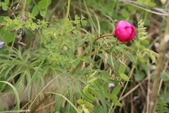 Paeonia hybrida